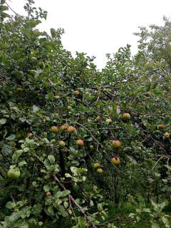A Home Above the Clouds Riturain Mukteshwar - 2