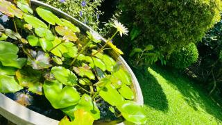 New Greenish Villa - 3