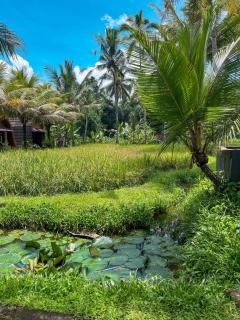 tarotours accommodation - Penginyahan - 4