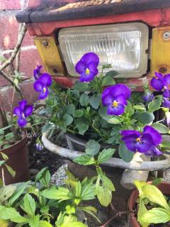 笨鳥的家 Silly bird home - 3