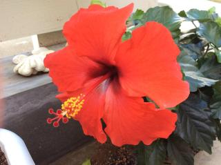 Shimanchu Guest House Yuien - 7