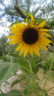 Masseria Marotta Appartamento - 1