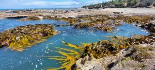 Sea Breeze Apartment Kakanui - 8