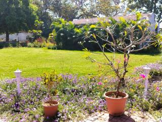 Golden Orchard Mornings - 4