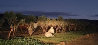 Rooilande Guest Farm - 6