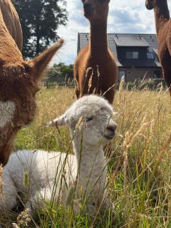 Ferienwohnung Alpakablick - inklusive gratis Alpaka Meet & Greet - 0