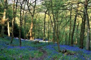 Gorgeous romantic cosy cottage retreat with views - 7