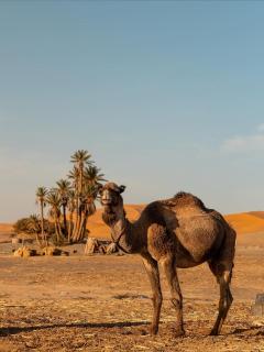 Merzouga tarwla camp - 5