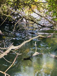 Eagle Villa - Hikkaduwa - 8