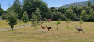 Cabañas Antu-Mapu - 9