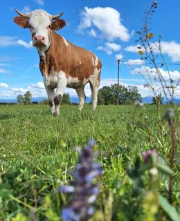 Holzfass Entspannung pur mit schönstem Bergblick 2 - 9