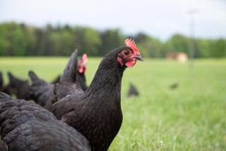 Holzfass Entspannung pur mit schönstem Bergblick 2 - 6