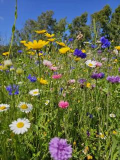 The Forest Pod - Wood Fired Hot Tub and Fire Pit - 2