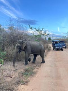 Golden Pearl Safari Villa - 7