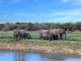 Golden Pearl Safari Villa - 9
