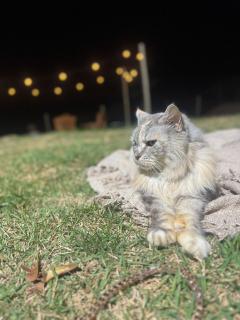 Nature's aroma cabin - 4