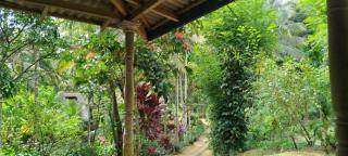 Sinharaja Tour Guide - 6