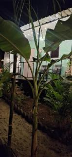 Green Garden Resort - 9