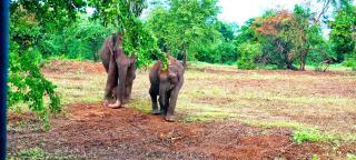 Milk House Cottage - 9