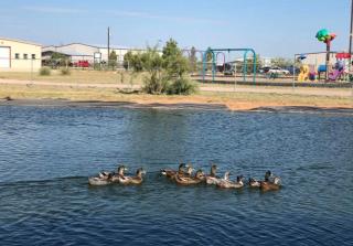 Mesquite Oasis Lodge - 4