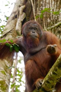 Borneo Rainforest Lodge, Danum Valley - 4