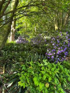 Wilben Cottage Patumahoe - 9