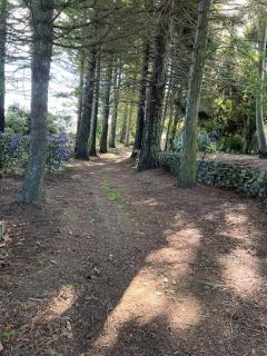 Wilben Cottage Patumahoe - 6