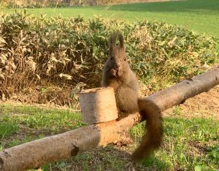 富良野やトマムに近くて毎日エゾリスに出会える貸切ロッジ - 0
