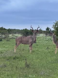 Beautiful Home Mjejane Private Game Reserve - 3