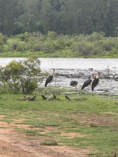 Beautiful Home Mjejane Private Game Reserve - 6