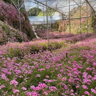 Rumah Che Matsunami - Tanah Rata - 7