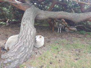 Tranquil Retreat in Rageleje-By Traum - 7