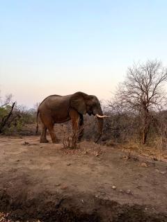 Zambezi Dream Cruiser - 3