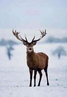 Rezort Zvernica Vlachy - Family & Fun - 3