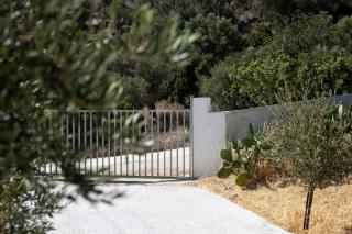 Triopetra Green Dream - 6