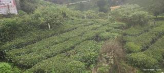 Greenary homestay - 8