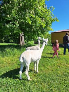 Holzfass Entspannung pur mit schönstem Bergblick 3 - 9