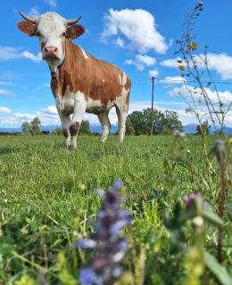 Holzfass Entspannung pur mit schönstem Bergblick 3 - 7