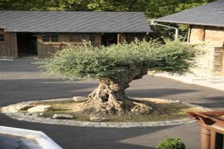 Vielsalm Stay with furry friends - 9