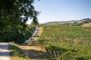 Italian Experience-Villa Zena - 2