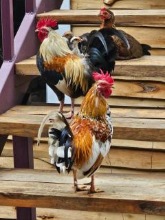 Jardin De Poas Hotel & Nature Resort - 7