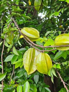 Jardin De Poas Hotel & Nature Resort - 3