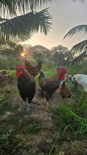 The Farm Cottage - Anuradhapura - 9