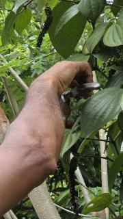 The Farm Cottage - Anuradhapura - 8