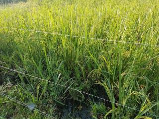 The Farm Cottage - Anuradhapura - 5