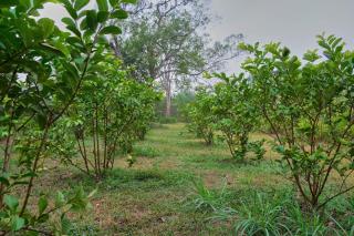 The Farm Cottage - Anuradhapura - 3