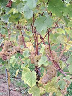 Hof van Sassenbroek - 5