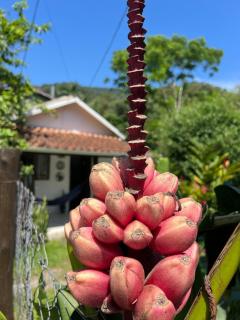 CABANA BANANA - Rio privativo, ar condicionado, churrasqueira e charme - 2