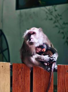 Phi Phi Maiyada Resort - Phi Phi Islands - 8