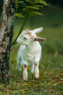 Lake Arenal Hotel & Brewery - 4